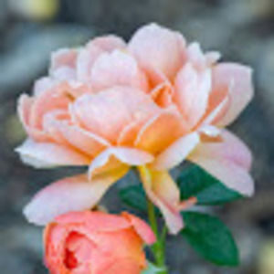 Meet your Posher, Grace